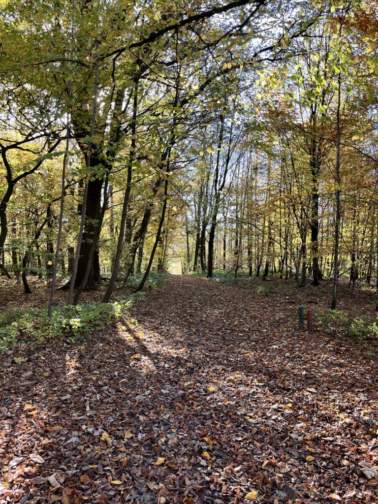 Rust vinden in de natuur
